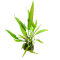 genoppter Wasserkelch - Cryptocoryne usteriana Dennerle Meristem