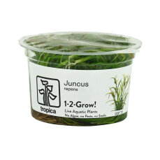 Kriechende Binse / Juncus repens Laborpflanzen