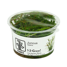 Kriechende Binse / Juncus repens Laborpflanzen