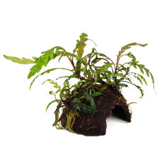 Hygrophila pinnatifida, Gebuchteter Wasserfreund auf Kokosnuss