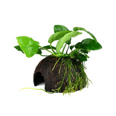 Zwergsperblatt Anubias barteri var. nana auf Kokosnuss Tropica