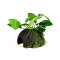 Zwergsperblatt Anubias barteri var. nana auf Kokosnuss Tropica