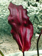 Echinodorus Aflame - dunkle, kirschrote Schwertpflanze