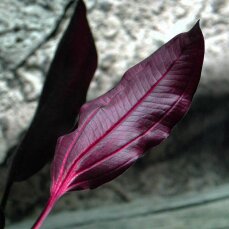 Echinodorus Aflame - dunkle, kirschrote Schwertpflanze