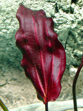 Echinodorus Aflame - dunkle, kirschrote Schwertpflanze