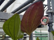 Echinodorus Aflame - dunkle, kirschrote Schwertpflanze