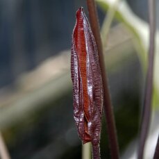 Echinodorus Aflame - dunkle, kirschrote Schwertpflanze