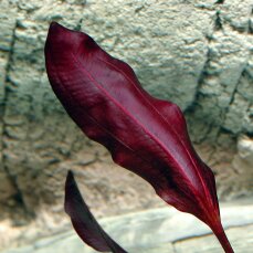 Echinodorus Aflame - dunkle, kirschrote Schwertpflanze