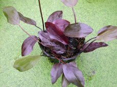 Echinodorus Aflame - dunkle, kirschrote Schwertpflanze
