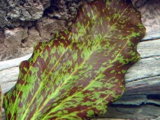Echinodorus Green Flame - Grüngeflammte Schwertpflanze