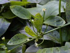 Echinodorus Green Flame - Grüngeflammte Schwertpflanze