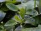 Echinodorus Green Flame - Grüngeflammte Schwertpflanze