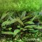 Cryptocoryne x purpurea In-Vitro Aquarienpflanze von Dennerle