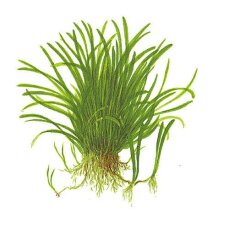 Lilaeopsis brasiliensis - Neuseelandgras