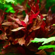 Alternanthera reineckii "Rosanervig" Tropica