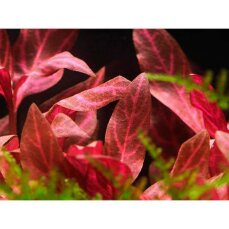 Alternanthera reineckii "Rosanervig" Tropica