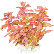 Große Rotala - Rotala macrandra Jungpflanzen im Aufzuchtbecher