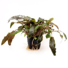 Cryptocoryne wendtii brown Mutterpflanze