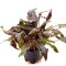 Cryptocoryne wendtii brown Mutterpflanze