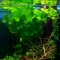 Nymphoides hydrophylla Taiwan - Wasserblättrige Seekanne getopft