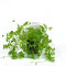 Kleeblatt, Hydrocotyle tripartita, Hydrocotyle sp. Japan