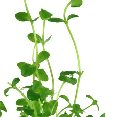Bacopa australis, Aquariumpflanze für schattige Orte