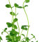 Bacopa australis, Aquariumpflanze für schattige Orte
