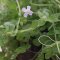 Bacopa australis