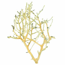 Coral-Tree, S, 10-20 cm