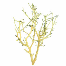 Coral-Tree, S, 10-20 cm