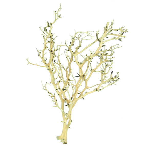 Coral-Tree, M, 20-30 cm