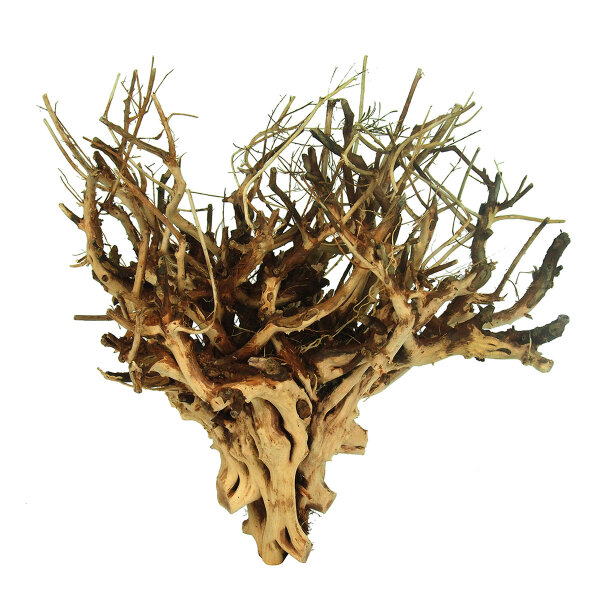 Coral-Tree verschiedene Größen