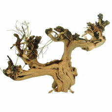 Etosha-Tree 10 - 15 cm