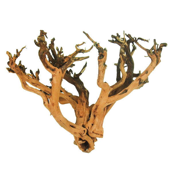 Coral-Tree verschiedene Größen