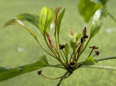 Echinodorus Oriental - rosafarbene Froschlöffelvarietät