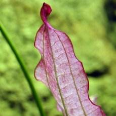 Echinodorus Oriental - rosafarbene Froschlöffelvarietät