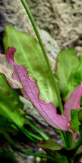 Echinodorus Oriental - rosafarbene Froschlöffelvarietät