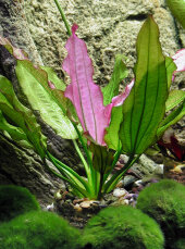 Echinodorus Oriental - rosafarbene Froschlöffelvarietät
