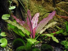 Echinodorus Oriental - rosafarbene Froschlöffelvarietät