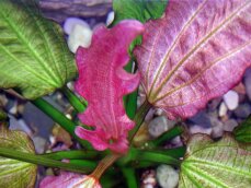 Echinodorus Oriental - rosafarbene Froschlöffelvarietät