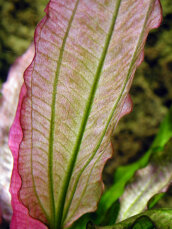 Echinodorus Oriental - rosafarbene Froschlöffelvarietät