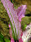 Echinodorus Oriental - rosafarbene Froschlöffelvarietät