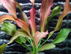 Echinodorus "Hot Pepper" mittelgroße rotgefärbte Schwertpflanze