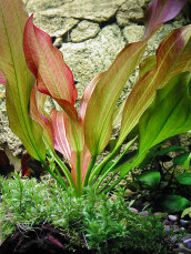 Echinodorus "Hot Pepper" mittelgroße rotgefärbte Schwertpflanze