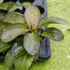 Echinodorus "Hot Pepper" mittelgroße rotgefärbte Schwertpflanze