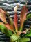 Echinodorus "Hot Pepper" mittelgroße rotgefärbte Schwertpflanze