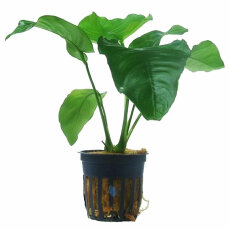 Anubias barteri var. barteri - Breitblättriges...