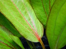 Echinodorus Devils Eye - Froschlöffel Teufelsauge