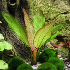 Echinodorus Devils Eye - Froschlöffel Teufelsauge