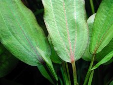 Echinodorus Devils Eye - Froschlöffel Teufelsauge